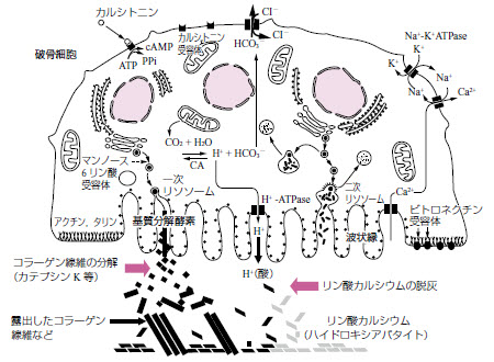 (図)破骨細胞の骨吸収