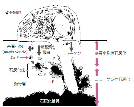 (図)骨芽細胞の基質産生